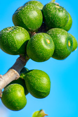 Unripe green figs fruits riping on fig tree