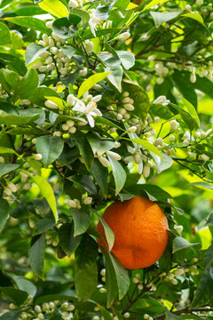 Ripe orange mandarine citrus fruit hanging on tree