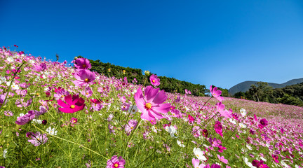 コスモス畑　秋イメージ