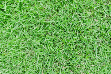 Green grass texture for background. Green lawn pattern and texture background. Close-up.