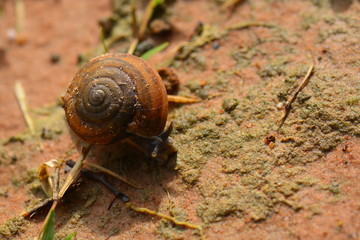 the little snail moving slowly 
