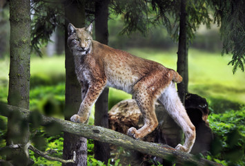 Majestueuze lynxwandeling. Wild dier in zijn natuurlijke omgeving.