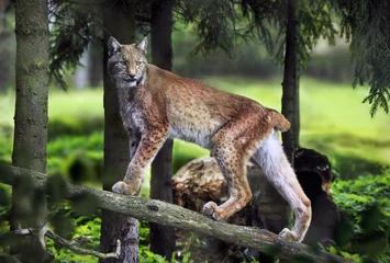 Foto op Plexiglas Majestueuze lynxwandeling. Wild dier in zijn natuurlijke omgeving. © Ewelina