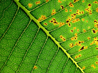 close up plumeria leaves texture