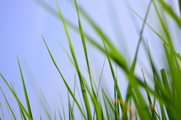 Naklejka premium rice on feild with blue sky background