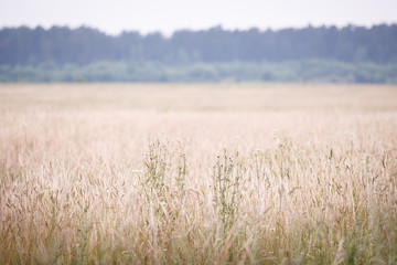 Dry grass meadow in sunset light against the background of fog and forest. Evening landscape.