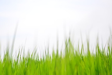 rice on feild with blue sky background
