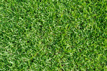Green grass texture for background. Green lawn pattern and texture background. Close-up.