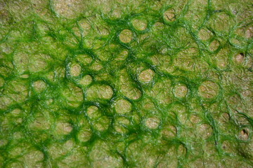 little green moss on wall closeup for background