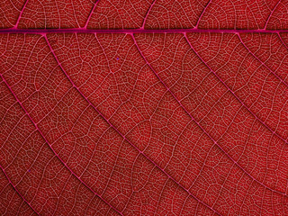 Naklejka na ściany i meble red leaves texture
