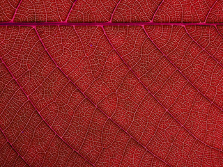 Obraz premium red leaves texture
