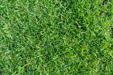 Green grass texture for background. Green lawn pattern and texture background. Close-up.