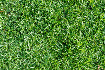 Green grass texture for background. Green lawn pattern and texture background. Close-up.