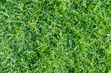 Green grass texture for background. Green lawn pattern and texture background. Close-up.