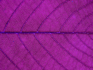 Naklejka na ściany i meble purple leaf texture