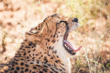 tired cheetah having a good yawn in Namibia