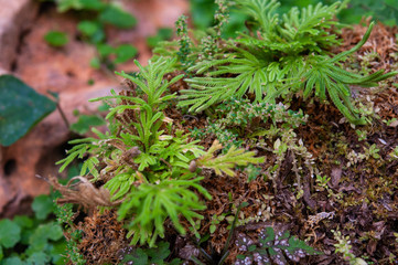 Macro Photography of Tiny Plants on The Rock