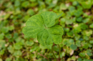 The beauty of green leaf in the garden.