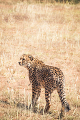Fototapeta na wymiar cheetah in the steppe of Namibia