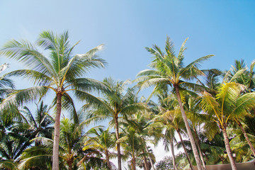 Obraz premium Tropical palm trees