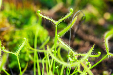 Insectivorous plant Drosera close up showing its sticky drops to capture insect.