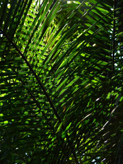 green palm leaf with sunlight
