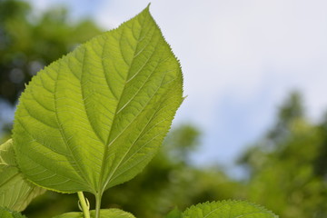 Obraz premium green leaf closeup for background