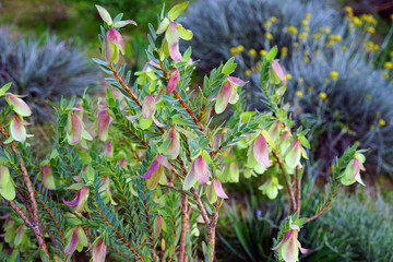View of a Qualup Bell plant (Pimelea physodes) in Australia
