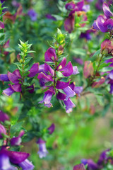 Fototapeta premium View of a Magnificent Prostanthera (Prostanthera Magnifica) purple flower in Australia