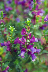 View of a Magnificent Prostanthera (Prostanthera Magnifica) purple flower in Australia