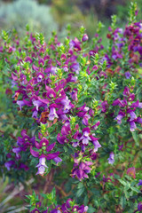 View of a Magnificent Prostanthera (Prostanthera Magnifica) purple flower in Australia