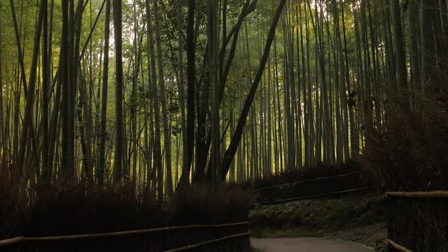 Bamboo forest in Kyoto, Japan, sunshine filtering through