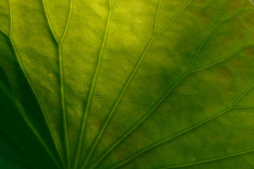 Naklejka na ściany i meble green leaf closeup for background