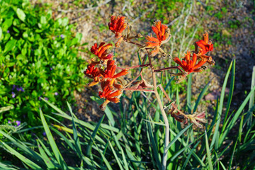 View of a Kings Park Federation Flame red Kangaroo Paw flower (Anigozanthos rufus) in Australia