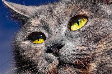 Dark gray cat with yellow eyes looks straight into the camera against a blue sky.