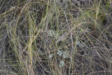 dry grass on the ground