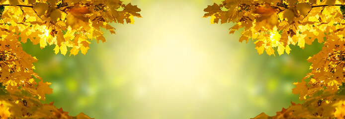 Fototapeta na wymiar Decorative holiday autumn banner decorated with branches with fall golden yellow maple leaves on background of blurred autumnal foliage and place for your text, Indian summer.