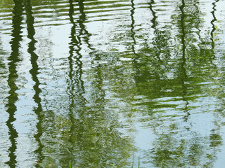 Fototapeta na wymiar abstract reflection of spring tree on water in the pond