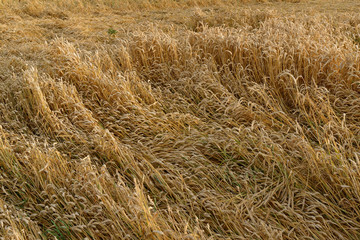 Weizenfeld nach dem Sturm