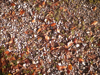 Autumnal forest bedding as nature background.