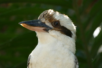 Kookaburra