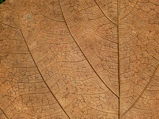 dry brown leave texture