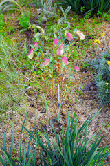 View of a Qualup Bell plant (Pimelea physodes) in Australia