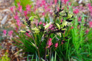 View of a Black Kangaroo Paw flower (Macropidia fuliginosa) in Australia