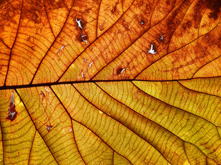 autumn teak leaves texture