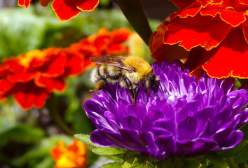 A beautiful bumblebee on a flower collects nectar. A bee pollinates a flower in the garden. Insect...