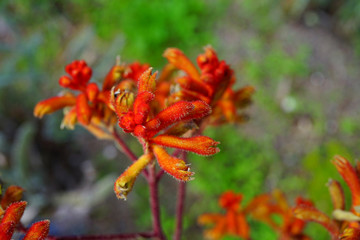 View of a Kings Park Federation Flame red Kangaroo Paw flower (Anigozanthos rufus) in Australia