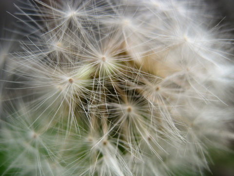 Beautiful dandelion close-up. Dandelion seeds in late summer. Flowers in the wild. Beautiful background for different purposes. 