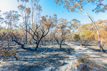 Aftermath Of A Bush Fire at Barden Ridge