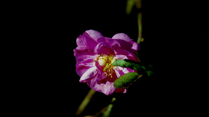 Fototapeta na wymiar pink flower on black background